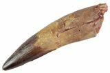 Fossil Spinosaurus Tooth - Real Dinosaur Tooth #367946-1